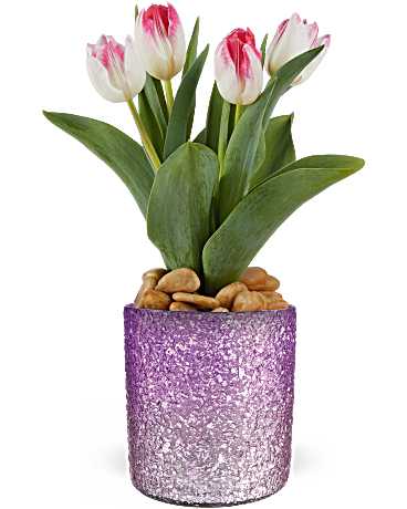 Teleflora's Dreamy Tulip Plant - Brighten Mom's day with the Radiant Reverie vase, perfectly paired with an elegant tulip plant for a timeless Mother's Day centerpiece she'll treasure. Delight Mom with this elegant tulip plant, a perfect Mother's Day gift. The Dreamy Tulip Plant feature beautiful pink and white blooms, presented in the Radiant Reverie cylinder for a timeless and charming keepsake.