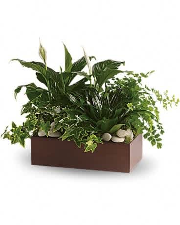 Teleflora's Quiet Expressions - Three of the most popular and most loved of all plants, beautifully presented in a stylish bamboo rectangle is a gift that will bring many days of joy. This mix of spathiphyllum, ivy, dracena and maindenhair fern, accented with river rocks, is delivered in a brown bamboo rectangle