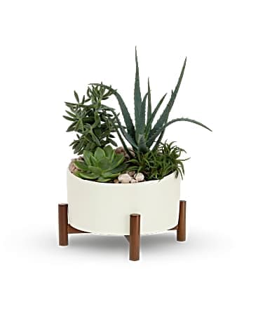 Teleflora's Desert Chic Garden - A chic and thoughtful gift, these sculptural succulent plants will delight for days to come in a retro-inspired ceramic planter with wood base. This living arrrangement includes four large green echeveria succulents. Delivered in a Mid-Century planter.