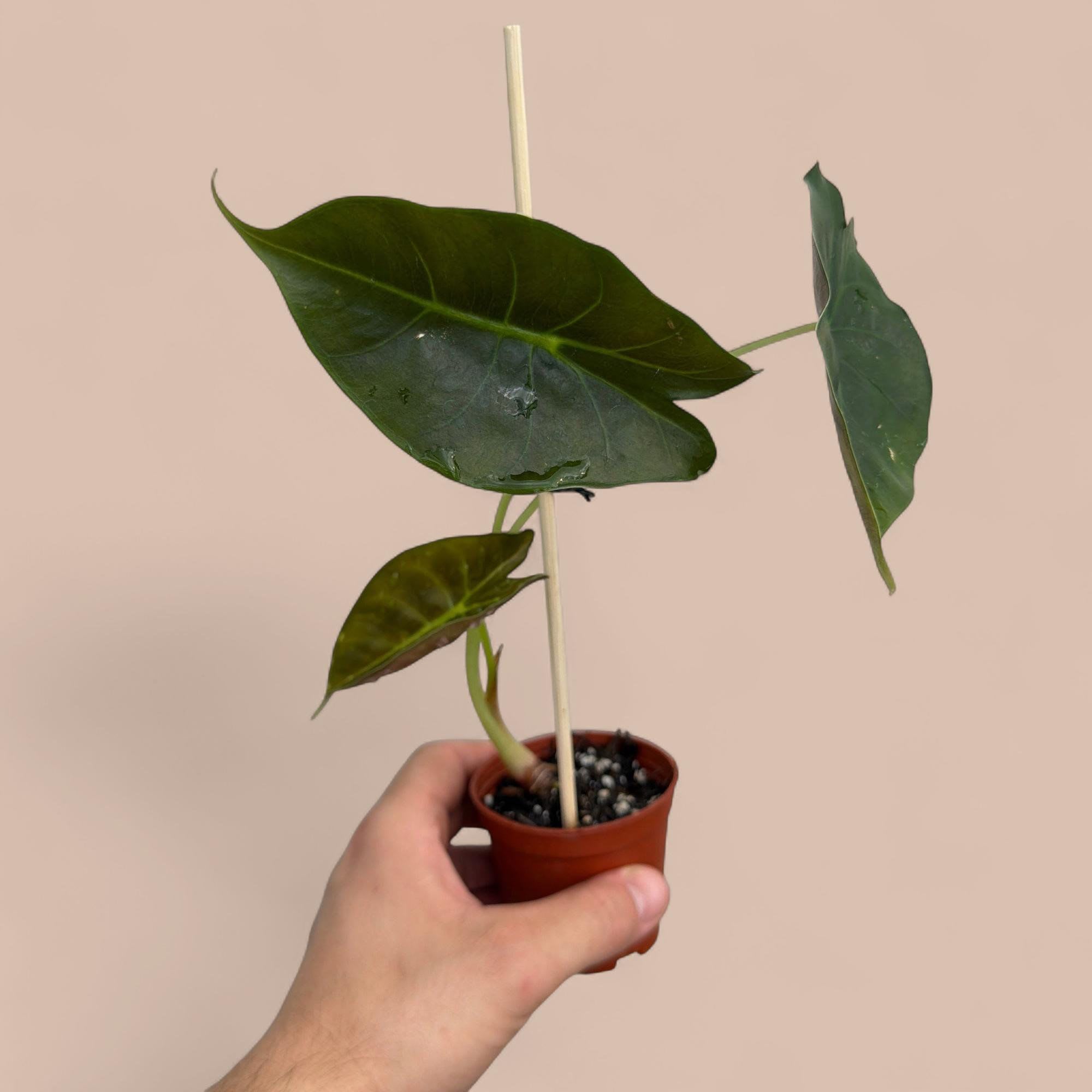 Alocasia Golden Bone  - The Alocasia 'Golden Bone' is a striking hybrid of Alocasia frydek and Alocasia bullata (Quilted Dreams). It is highly prized for its dark, velvety green foliage and contrasting neon-yellow or golden midrib veins that give it a "skeletal" look.