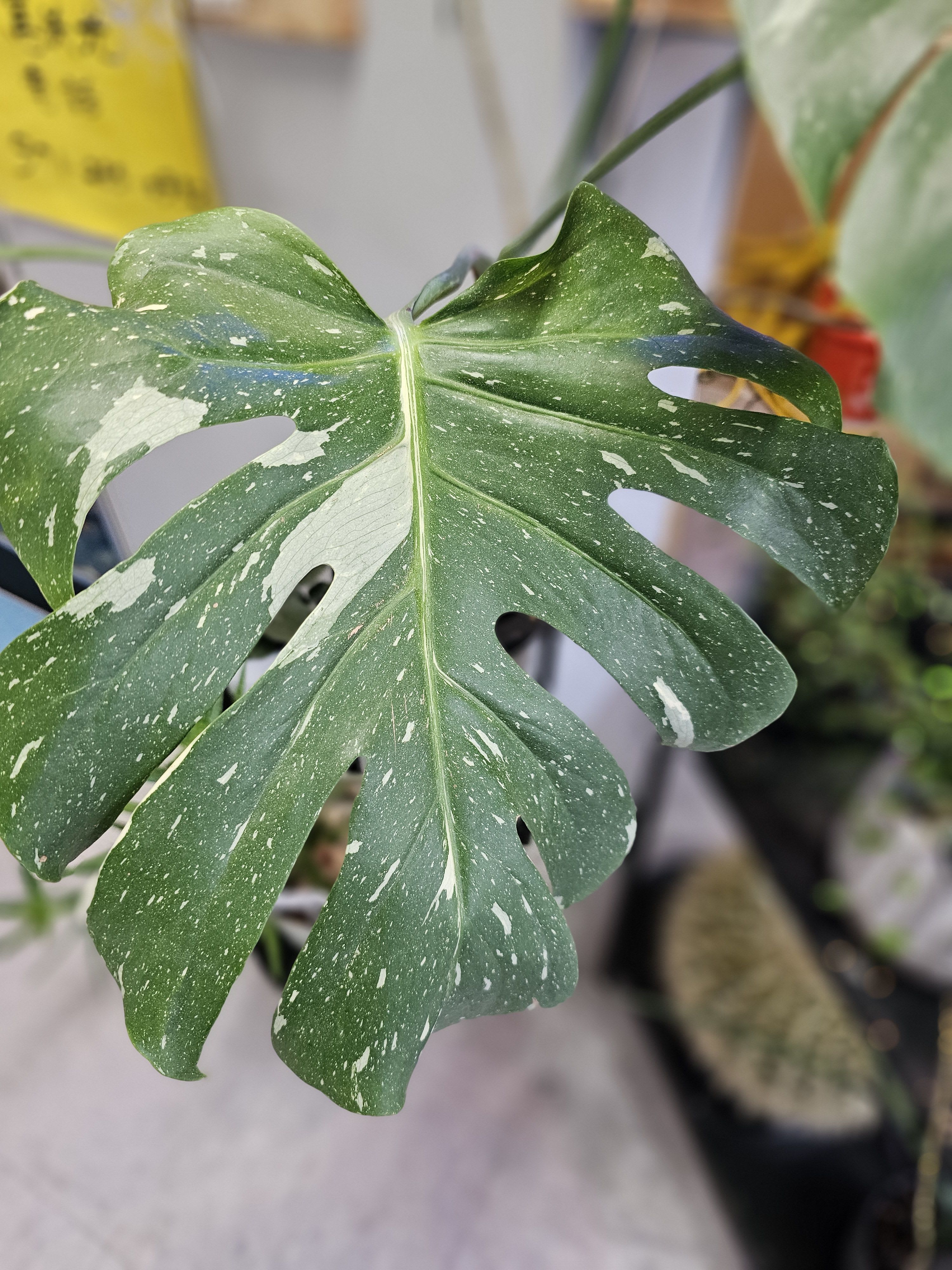 Thai constellation monstera.  - Gorgeous and rare monstera with well established roots. 