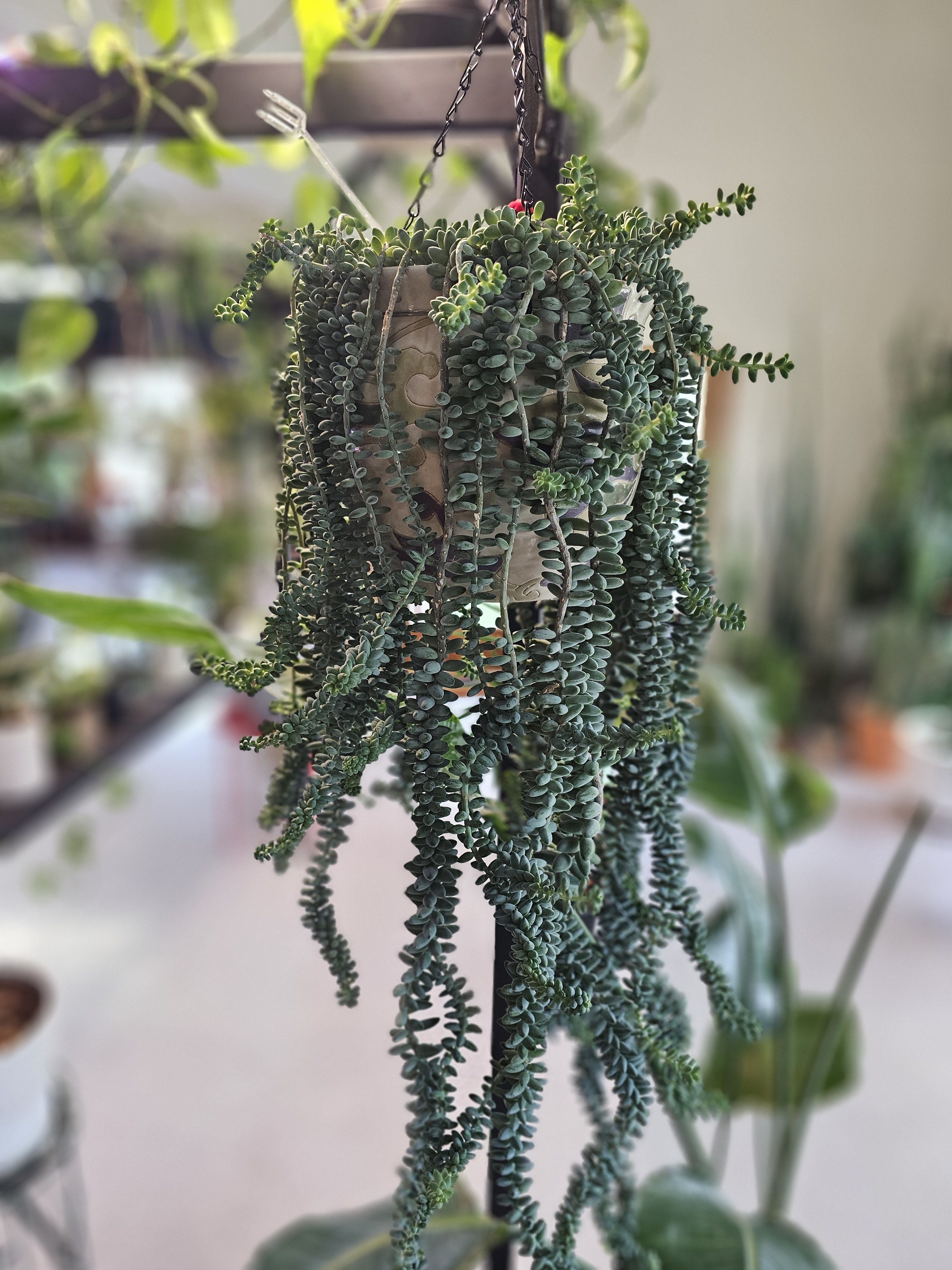 Donkey tail - This long and very healthy succulent would look so beautiful in your home! 