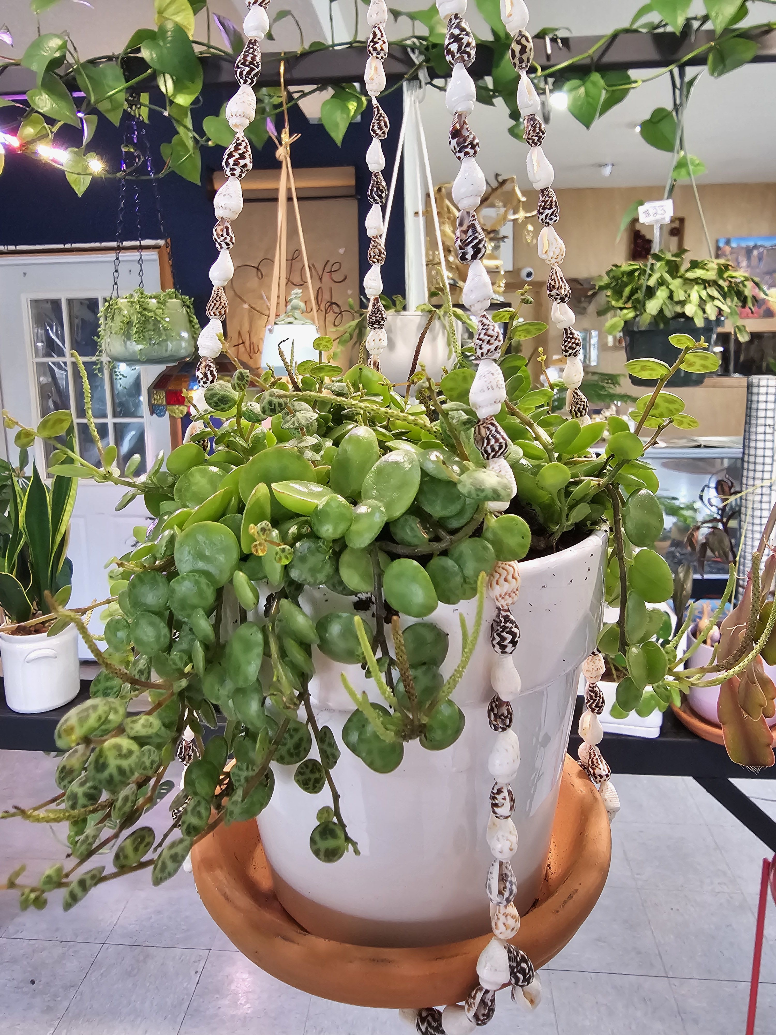 String of turtles  - This beautiful little pot of turtle shells is just waiting for you to come and grab  it! 