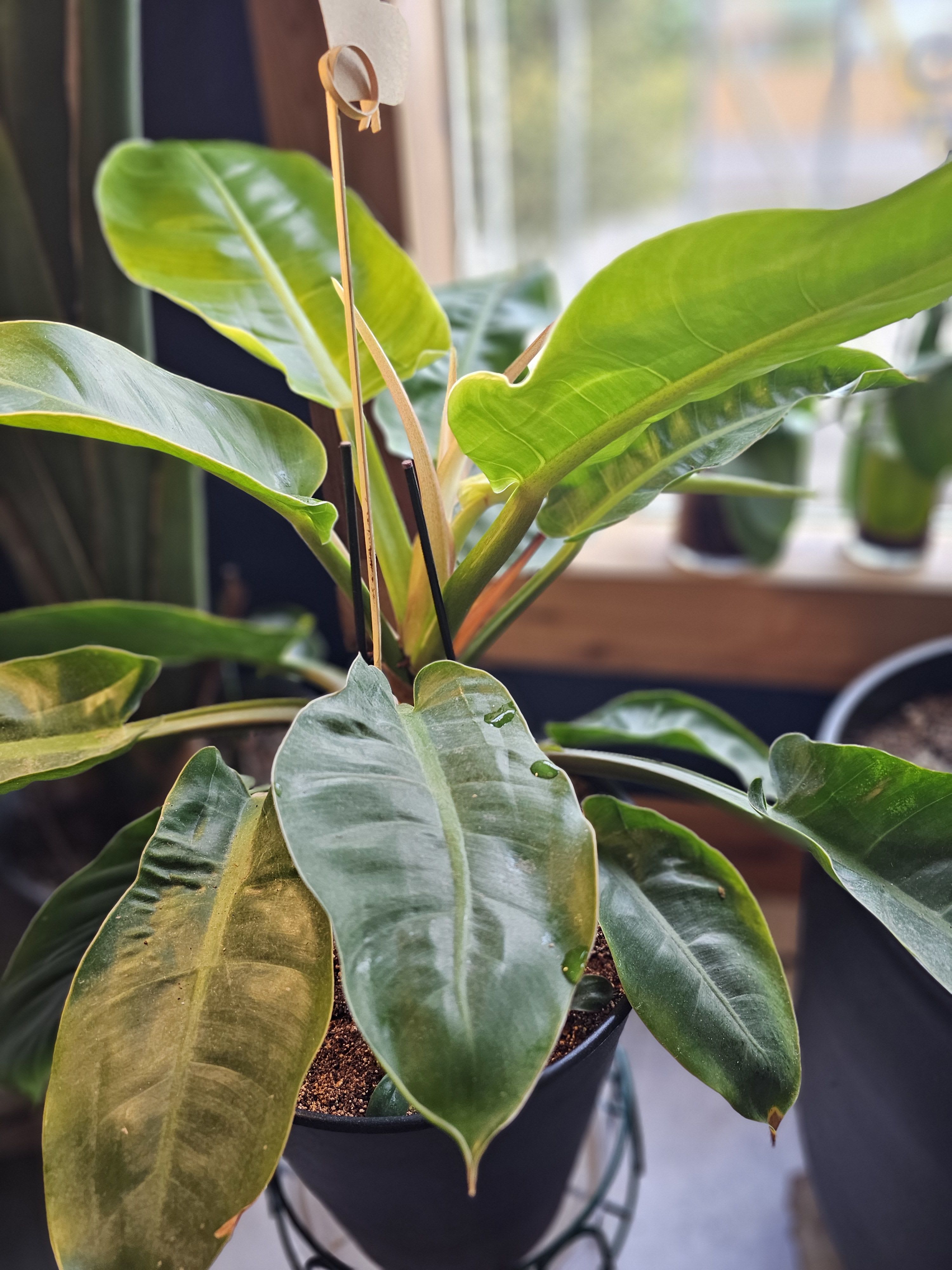 Moonlight Philodendron - This semi-tropical plant can look beautiful in any home