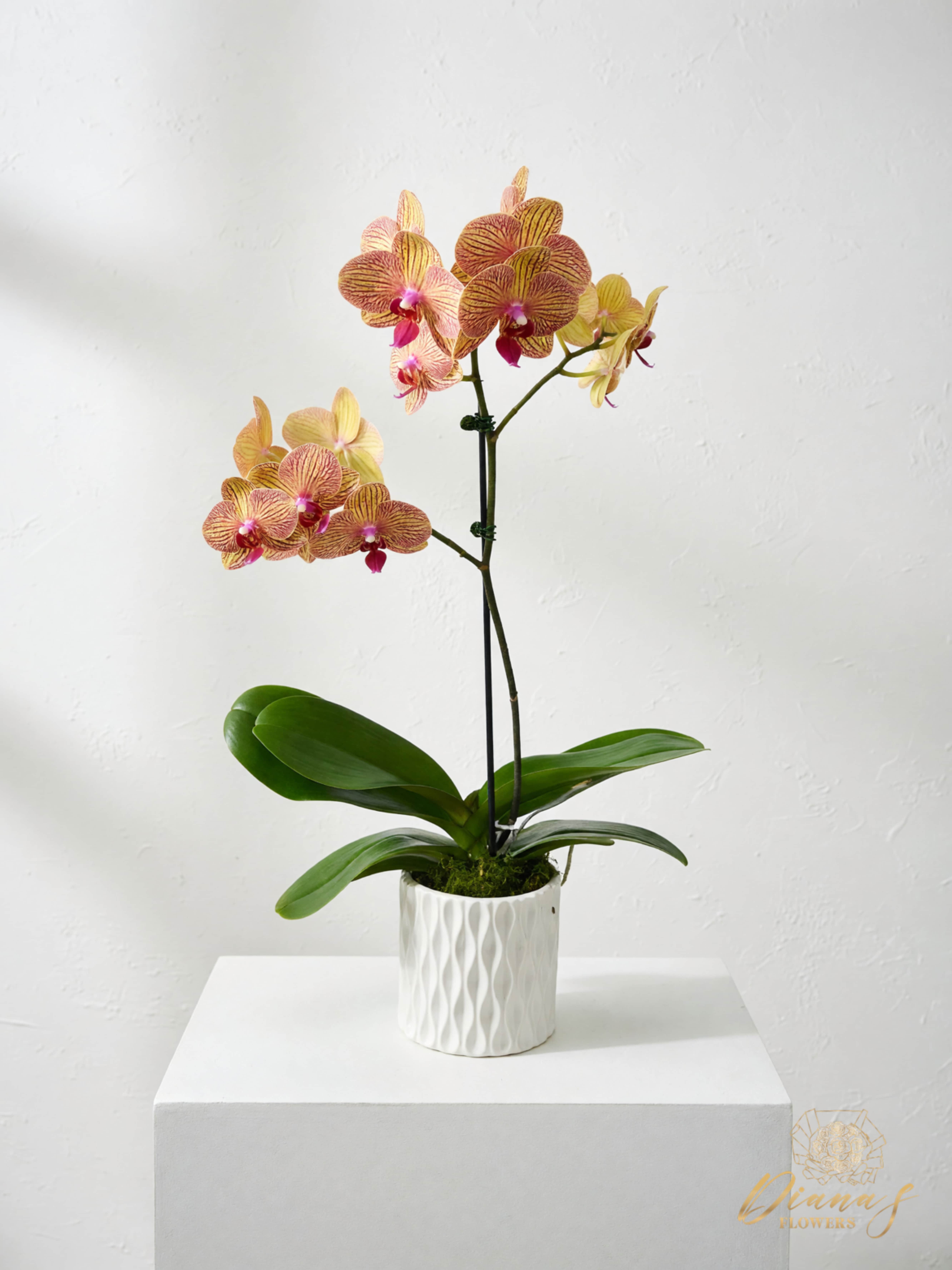 Potted orchid with pink and yellow blooms in a white ceramic pot
