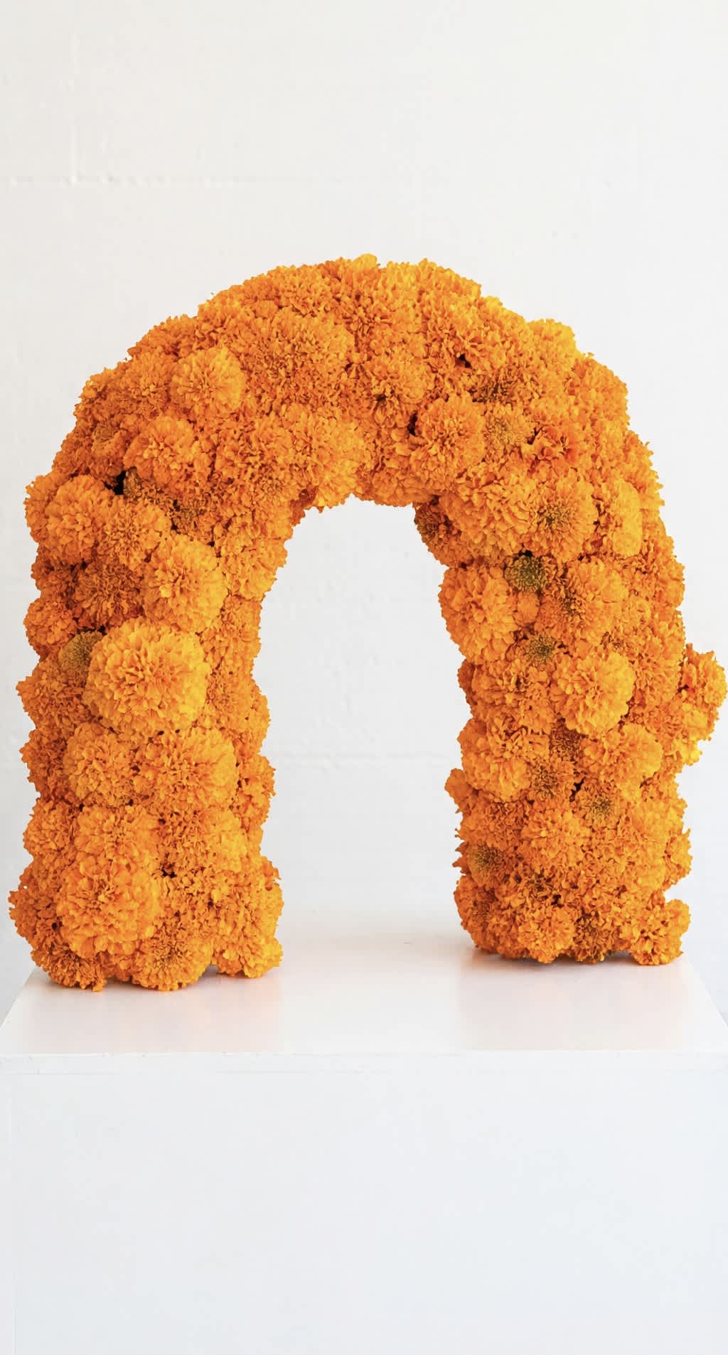 Orange marigold floral arch on a white background