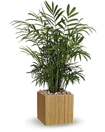 Peaceful Palm - Presented in a chic, eco-friendly bamboo cube, this lush parlor palm not only brings natural beauty to any space, but it also helps clean the air!