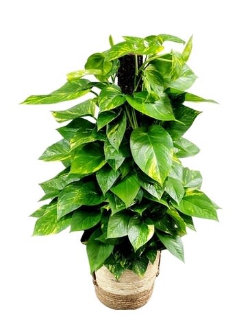Pothos Pole Ivy - Lush pothos with trailing variegated leaves in a woven basket planter - perfect for home or office décor