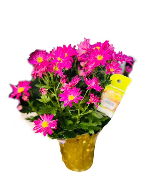 Pink daisy bouquet in a yellow pot