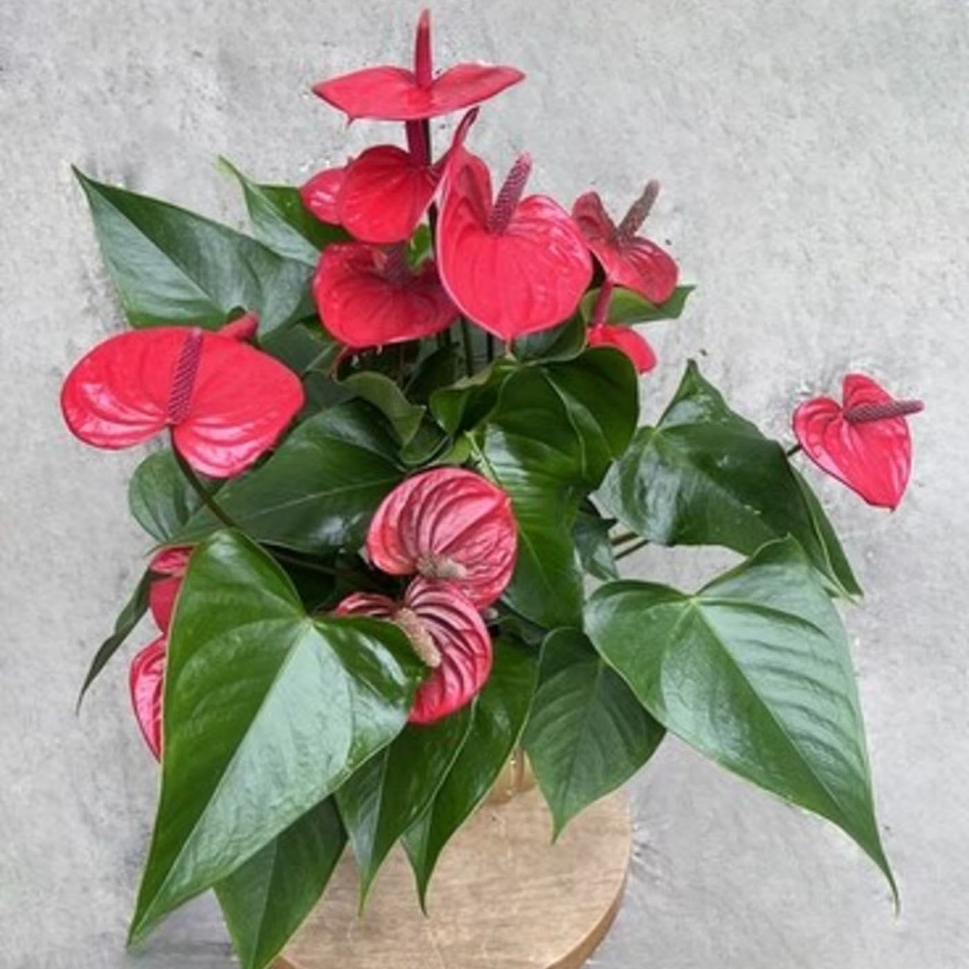 Pink anthuriums in a beige pot with glossy green leaves