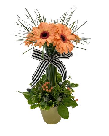 Orange gerbera daisies in a pot with a striped ribbon