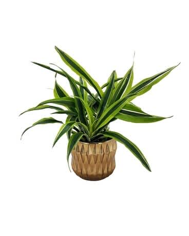 Potted green houseplant in a textured brown planter