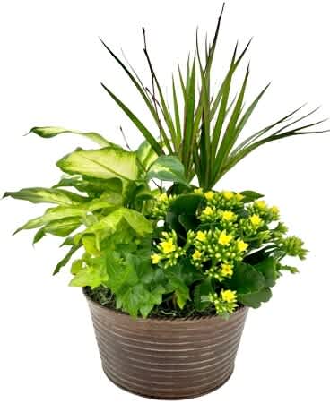 Potted green plant arrangement with small yellow flowers in a brown container