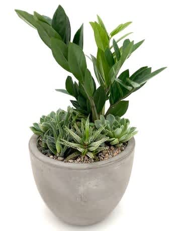 Potted succulent arrangement with tall green foliage in a gray planter