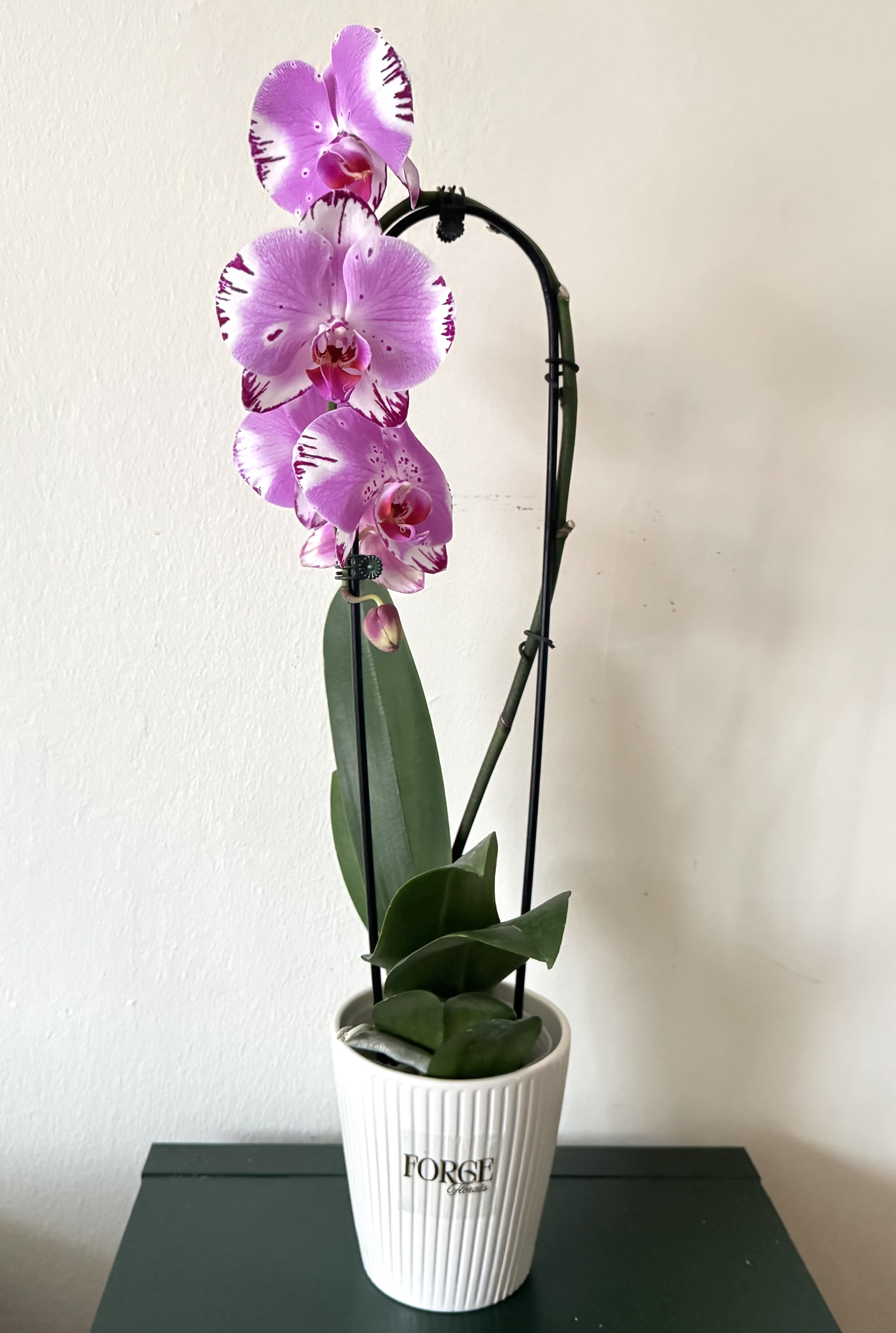 Potted pink orchid with spotted blooms in a white ceramic pot