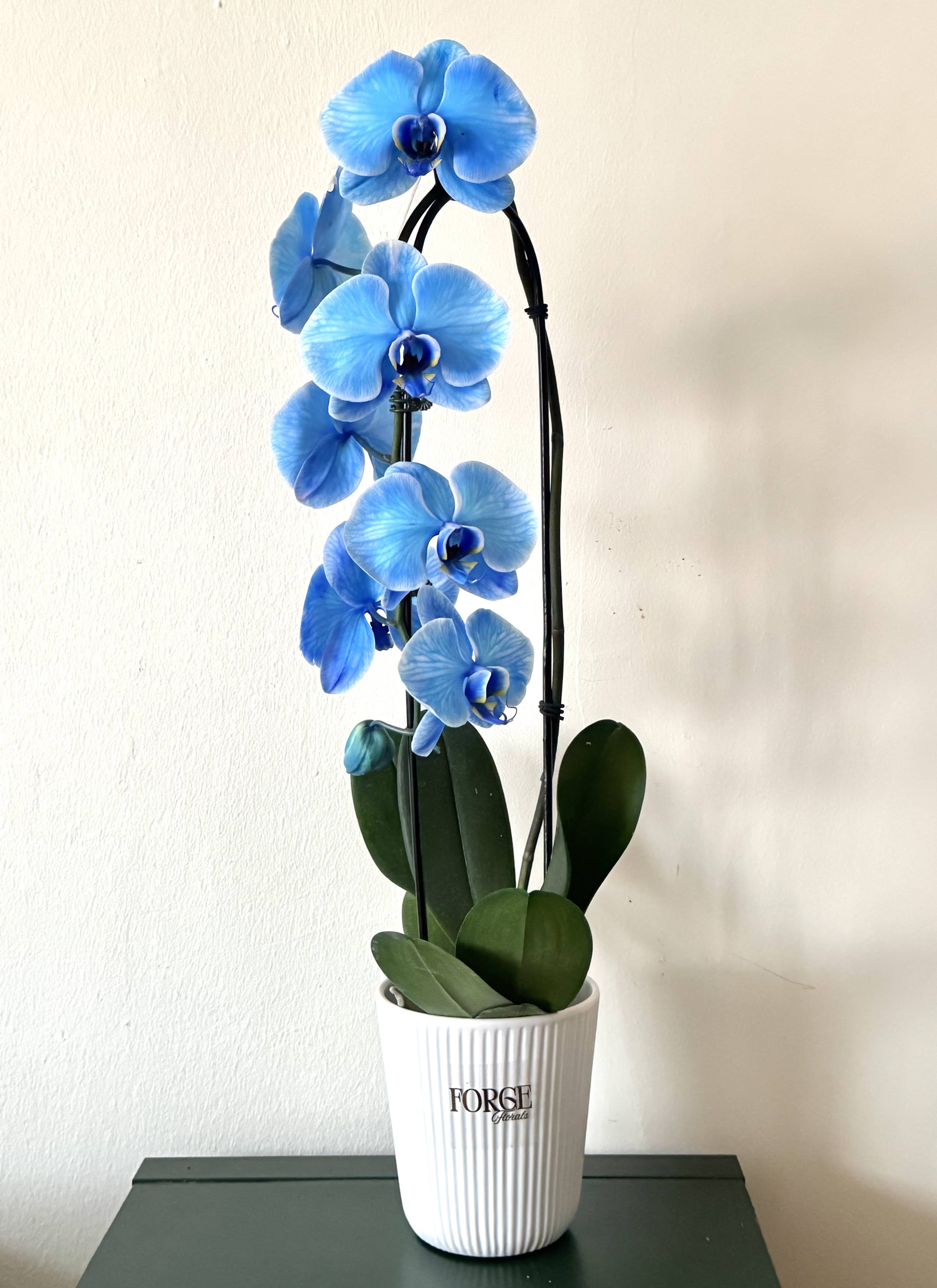 Blue orchid plant in a white ribbed pot
