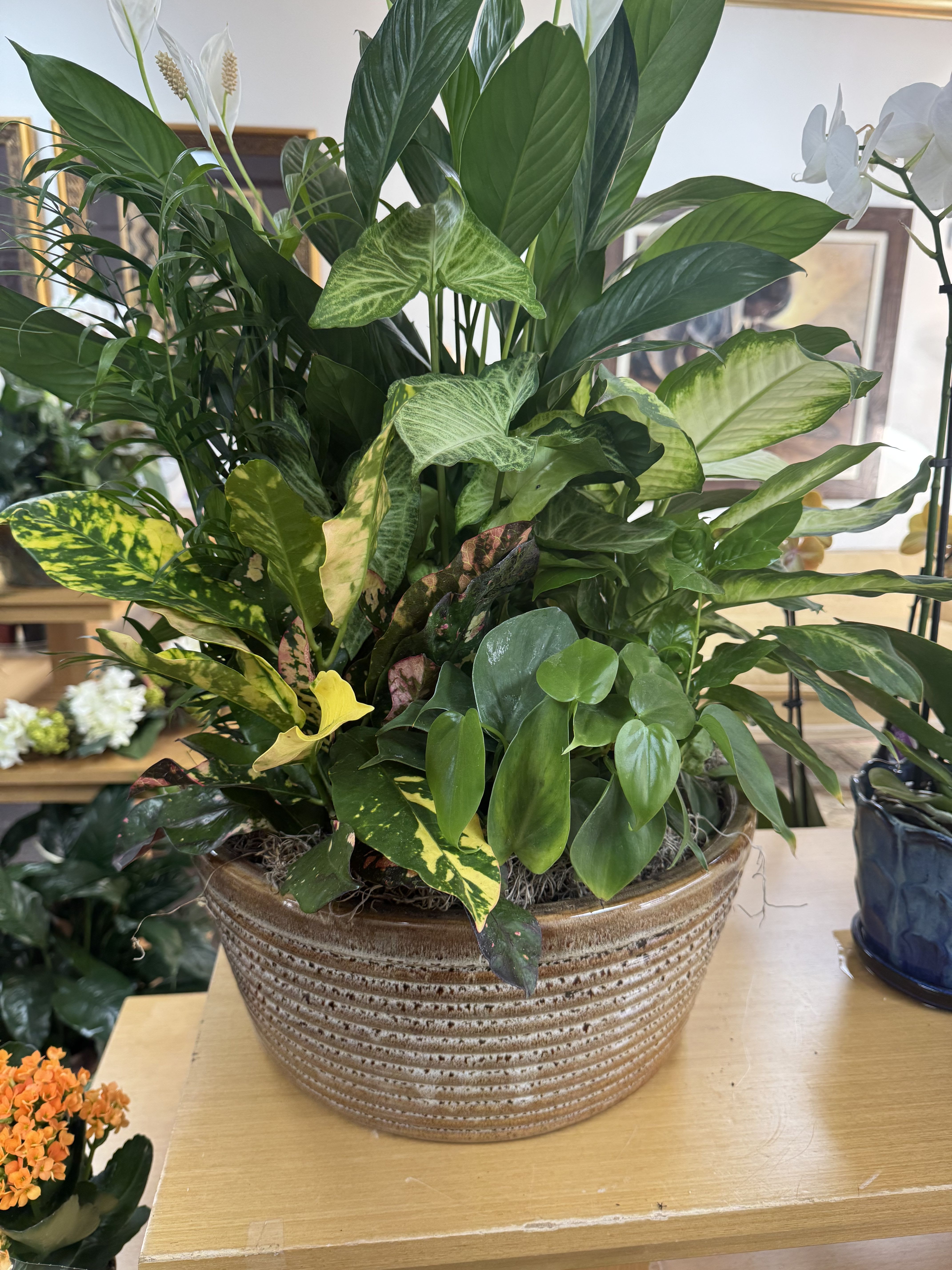 Mixed green houseplants arranged in a ceramic bowl planter