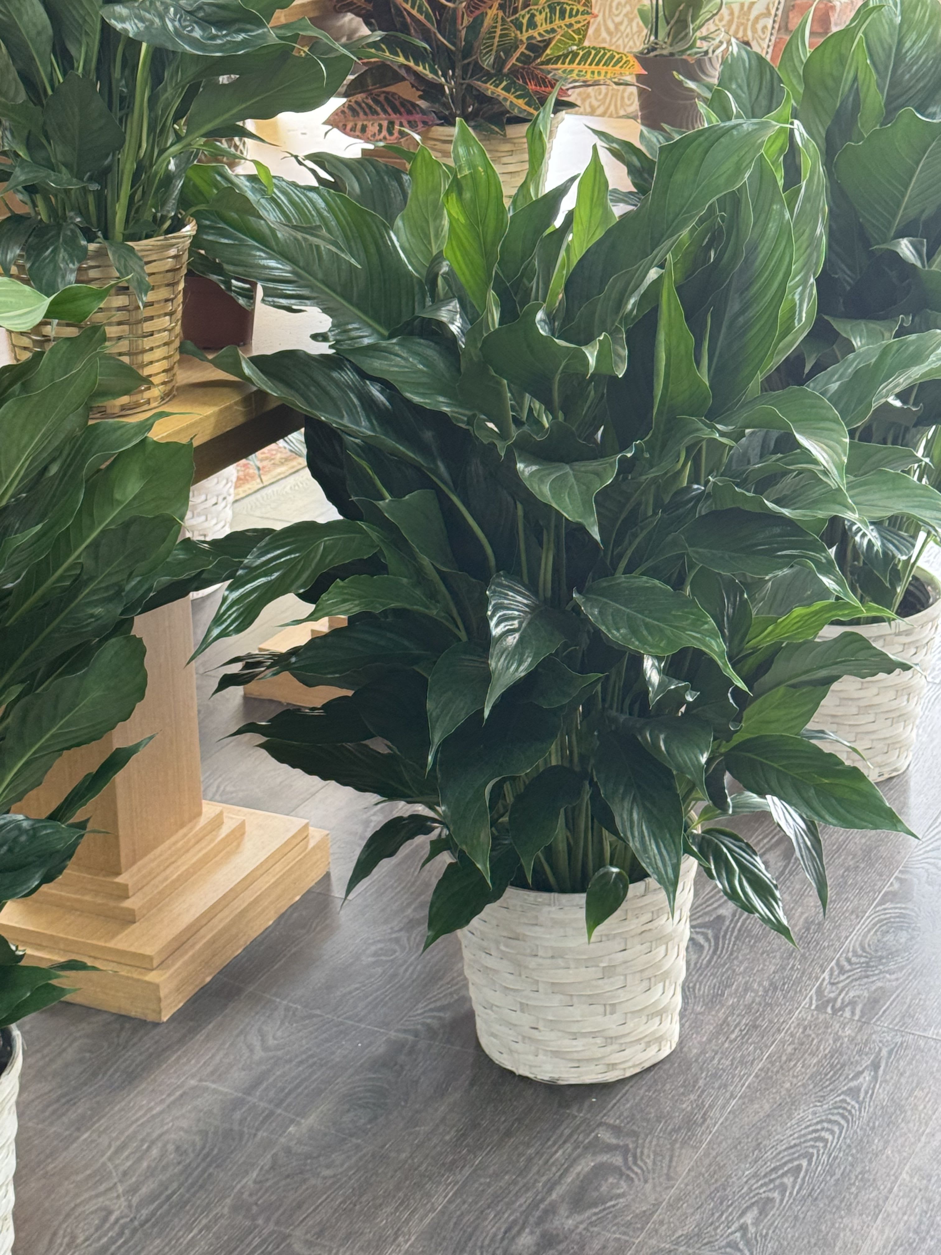 Large leafy potted plant in a woven basket planter