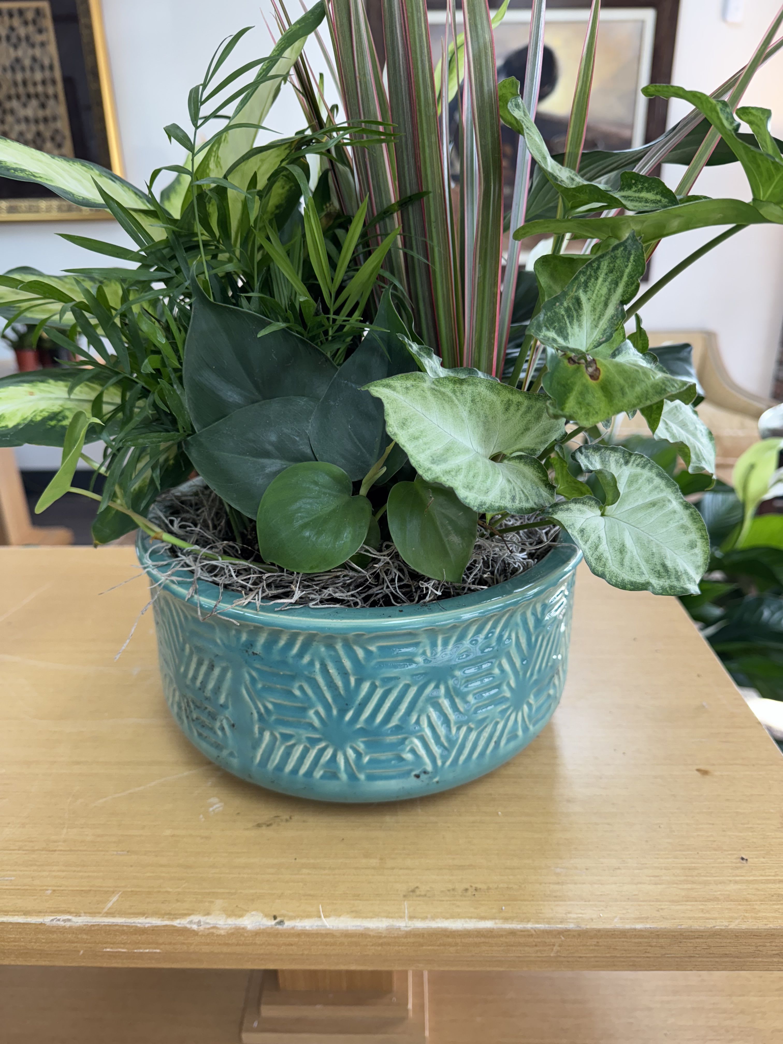 Mixed green houseplants in a turquoise ceramic planter