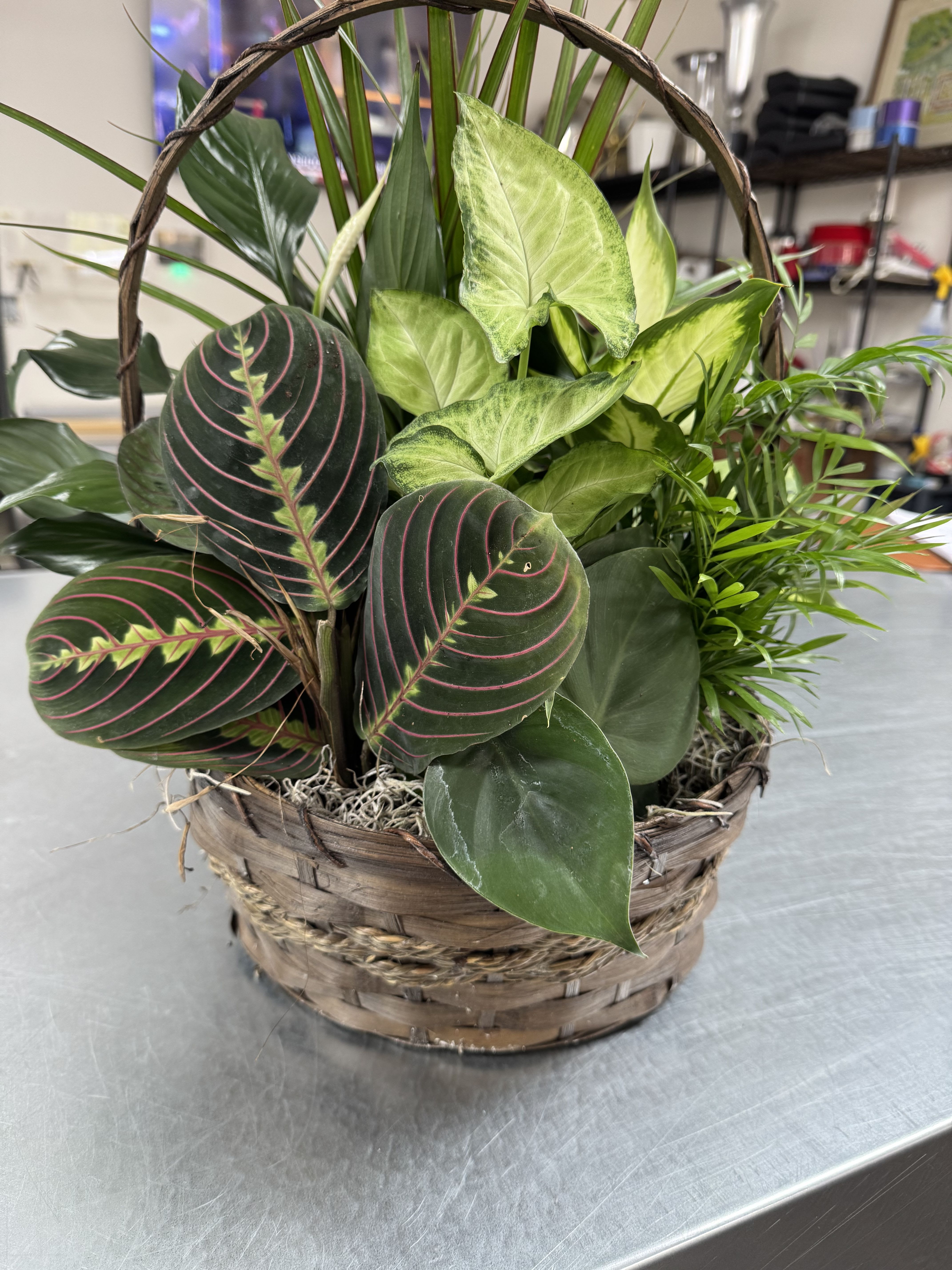 Basket of assorted potted houseplants with patterned leaves