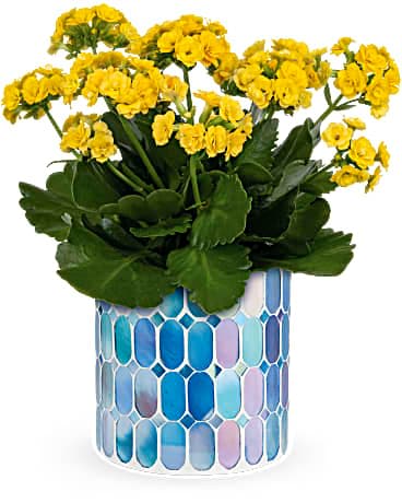 Teleflora's Sunny Kalanchoe - Bright and cheerful, this golden yellow kalanchoe plant in a keepsake, stained glass mosaic pot is a daily reminder of your gratitude! This joyful gift features a living, potted yellow kalanchoe plant. Delivered in a Blue Beauty Mosaic vase.