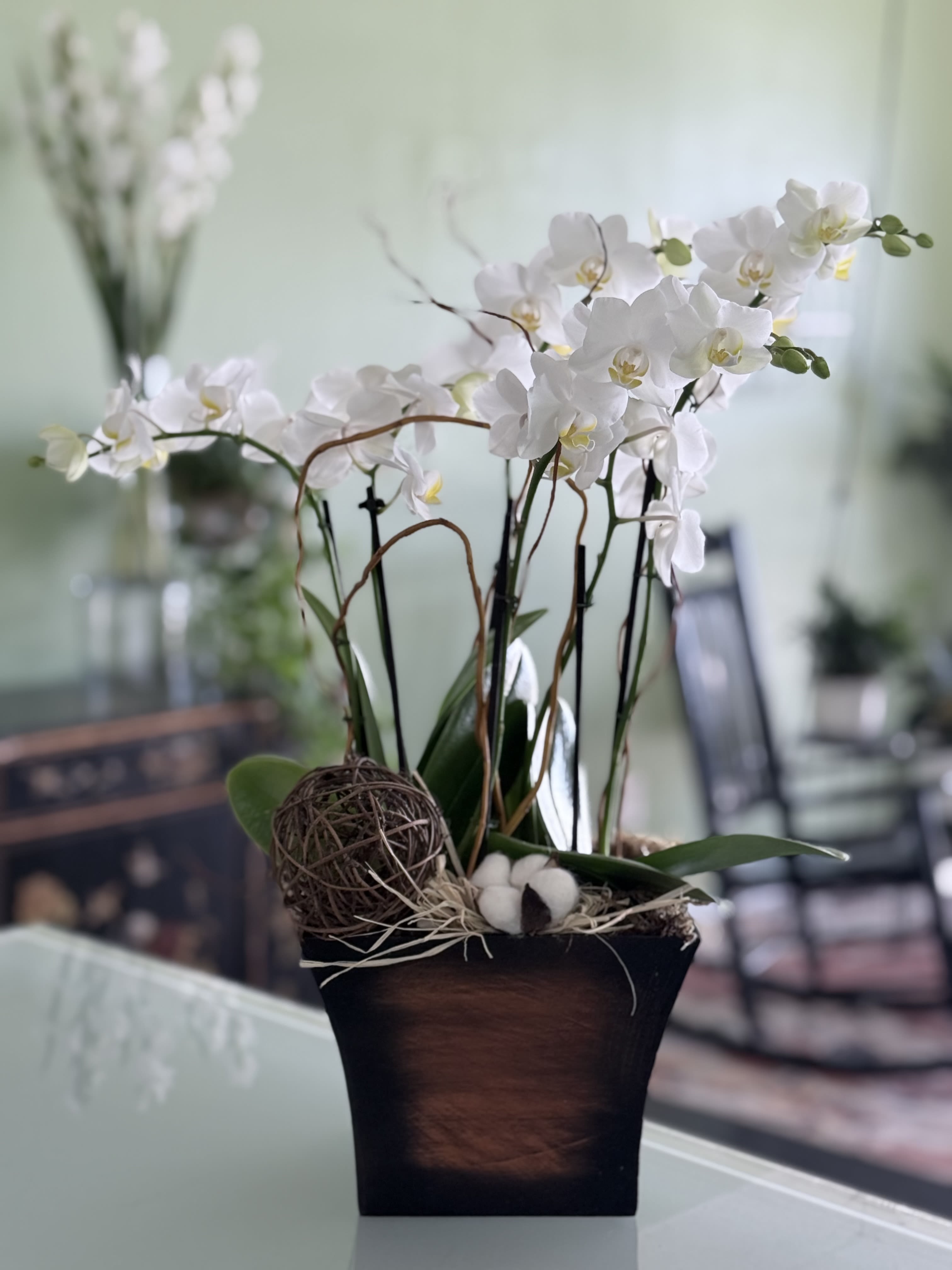 White orchids arranged in a dark square planter