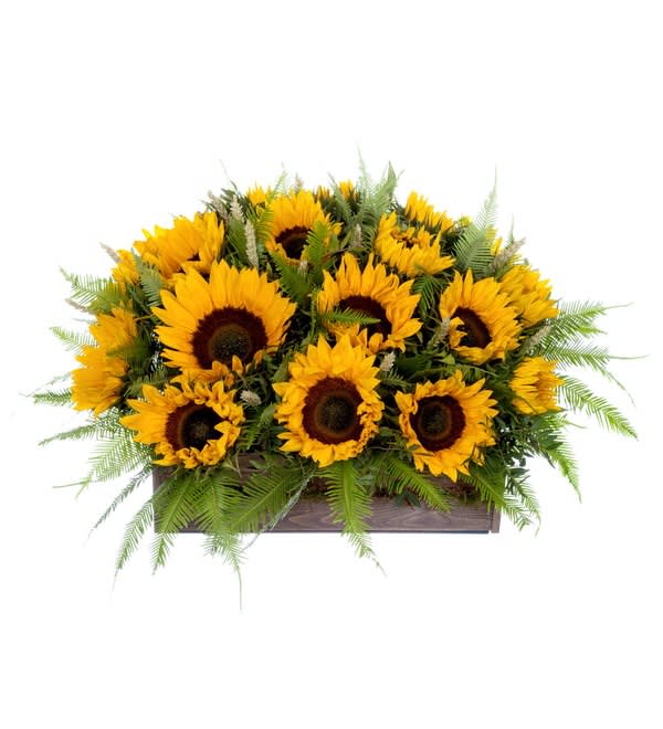 Pure Sunshine Arrangement - Spread some unadulterated joy with this glorious bouquet of sunflowers. Rows of loud, golden petals really make a scene against their deep, dark centres. You can’t help but be entranced by these spirited stems.arrangement in a box with 19 Sunflowers , Pistachio, Tritikum, Umbrella, Panikum