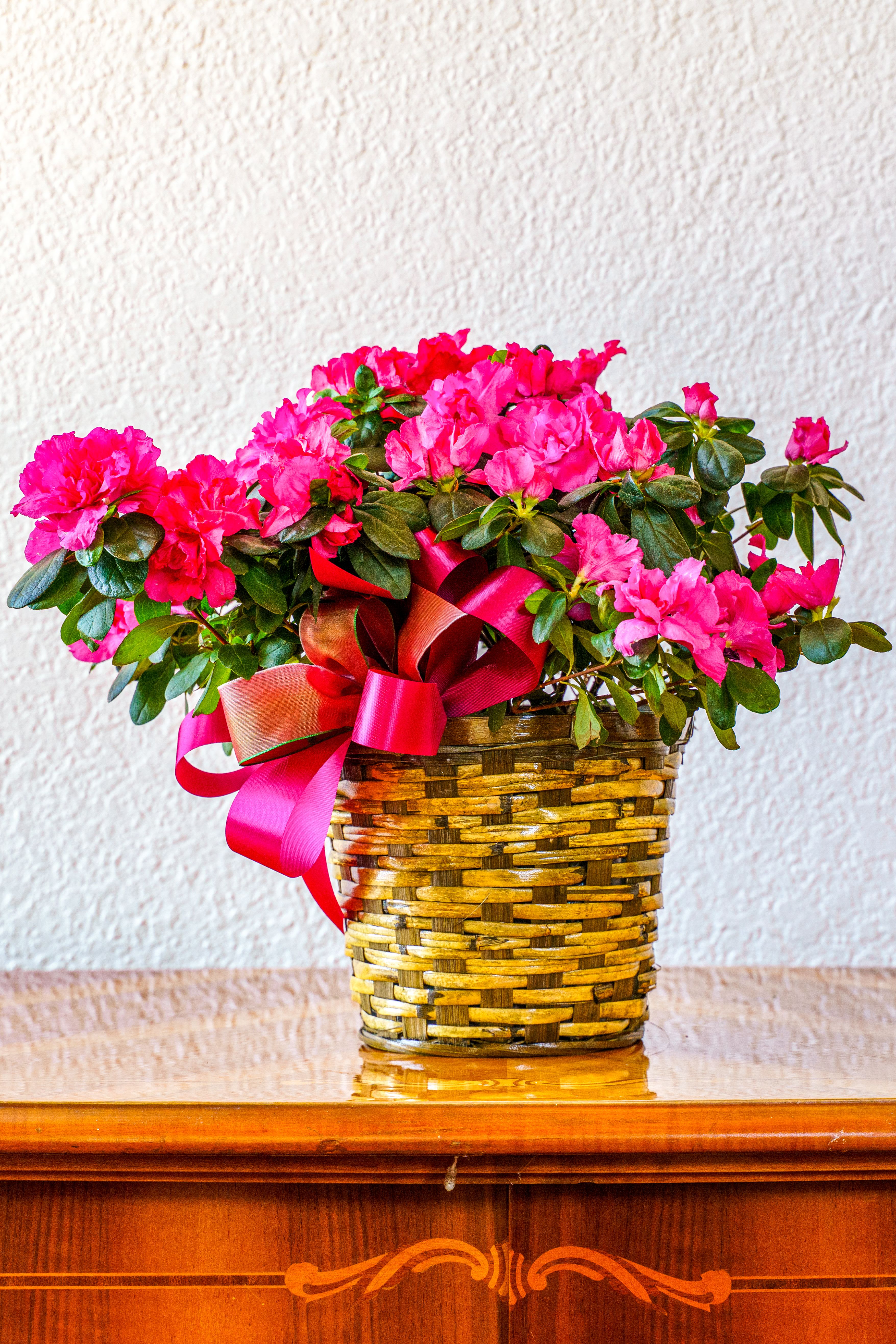 Azalea Plant - Plant a big smile on their face with a lovely azalea! Bursting with loads of frilly, fluffy flowers, it's a wonderful gift for sending warm thoughts, wishing them a happy birthday, or celebrating a multitude of great occasions!
