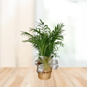 Palm Plant - Lush, upright fronds fan out in a graceful palm plant that makes an immediately calming housewarming gift - or a thoughtful choice for get well, sympathy, thinking of you, or just because moments. The green foliage creates a fresh, tranquil presence that says "I'm here for you" without words.  Because this is a living plant, it offers a lasting, low-maintenance way to express sympathy, gratitude, or encouragement: it's the kind of gift that continues to comfort over time.