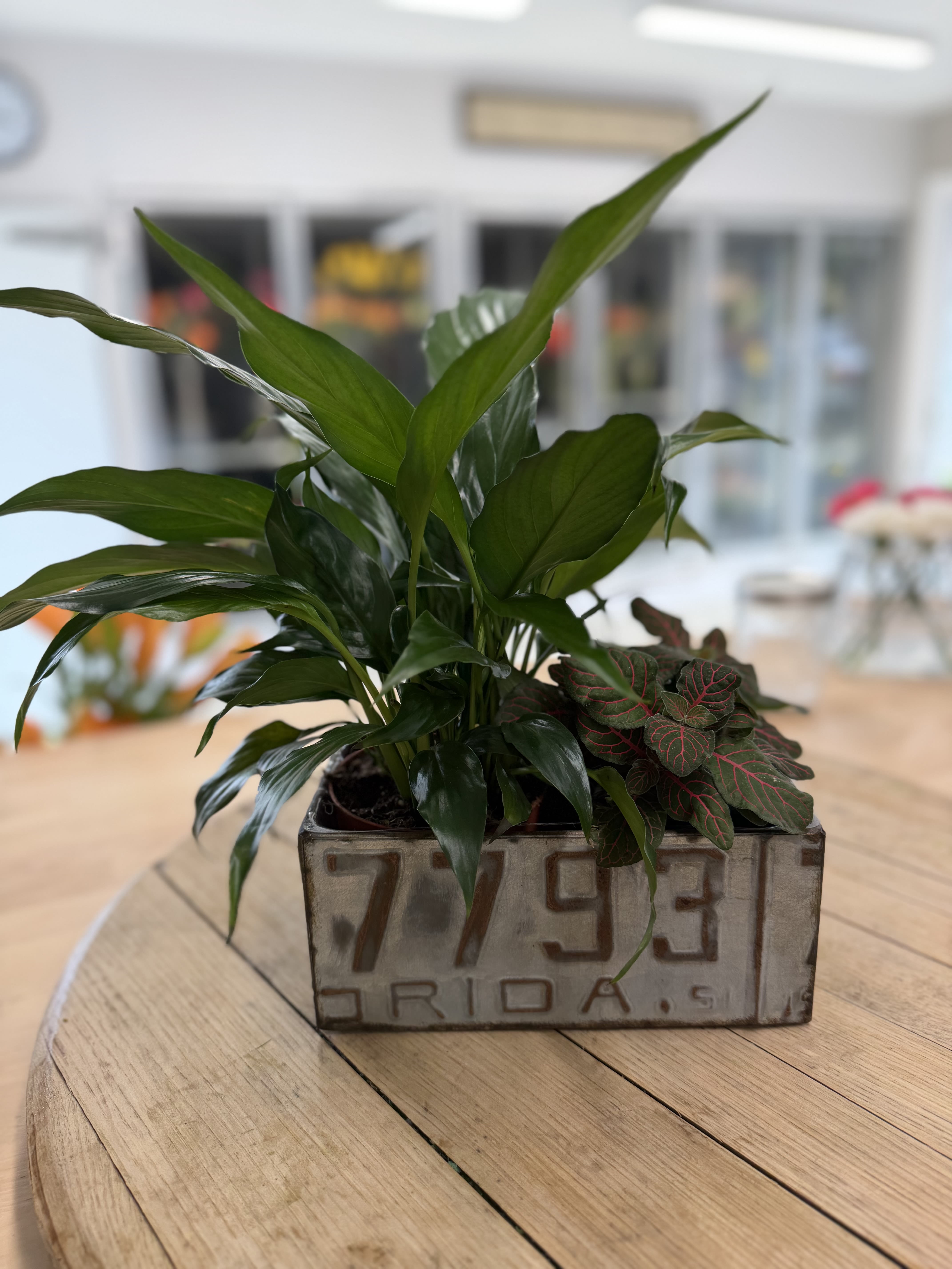 License Plate Tin with 2 Tropical Plants - 2 foliage plants in a decorative keepsake license plate tin