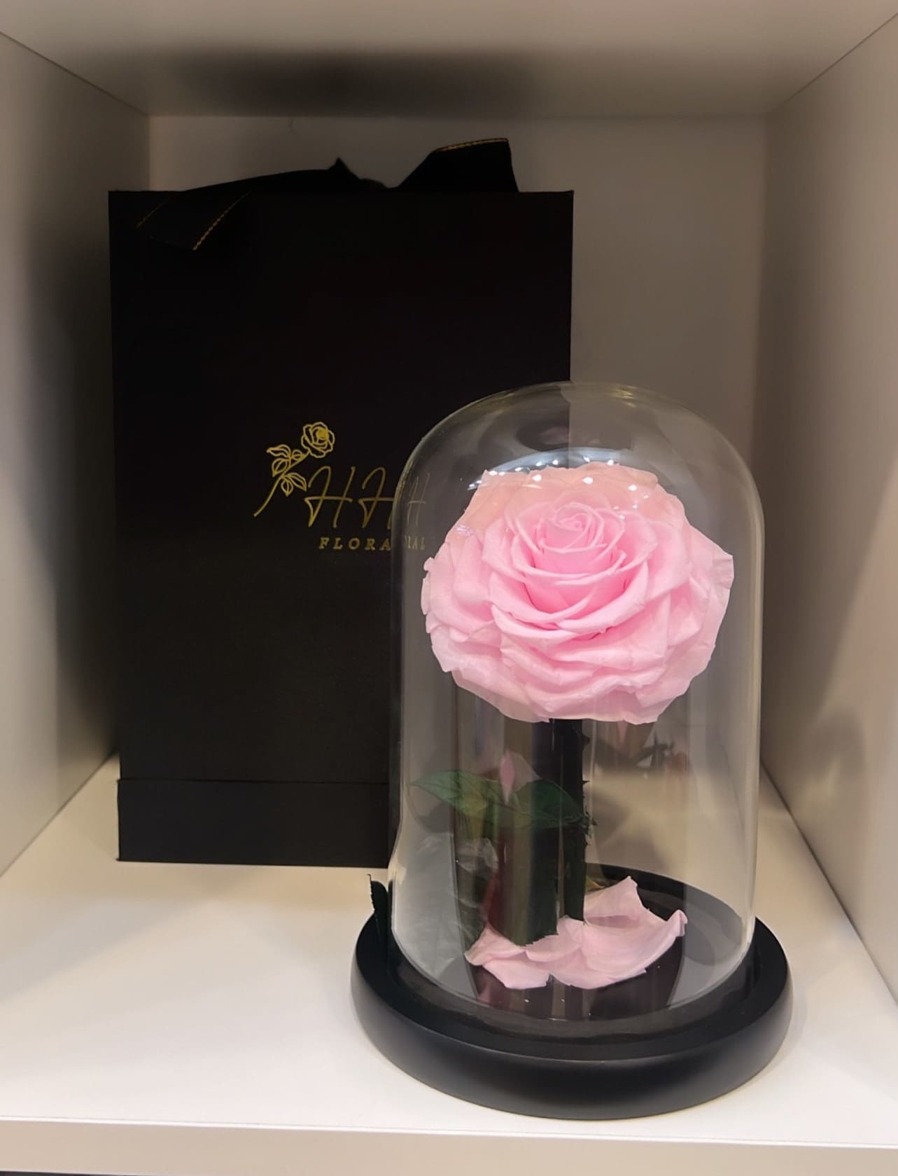 Single pink rose under a clear dome on a black base