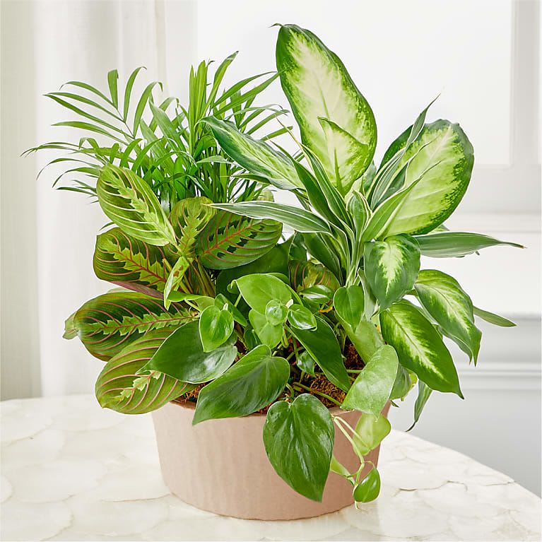 Mixed green houseplants in a beige pot