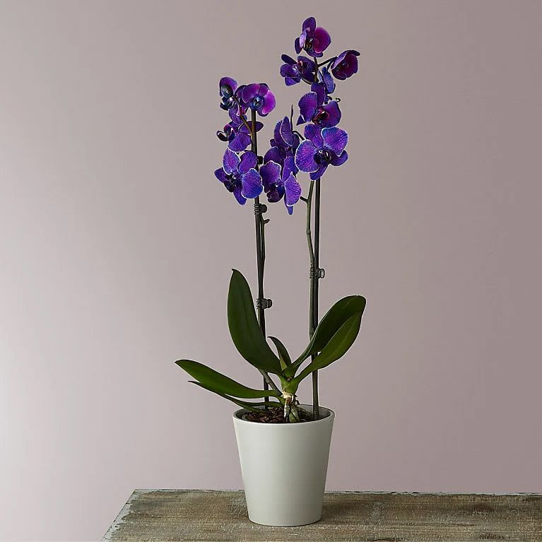 Potted purple orchid plant in a white container
