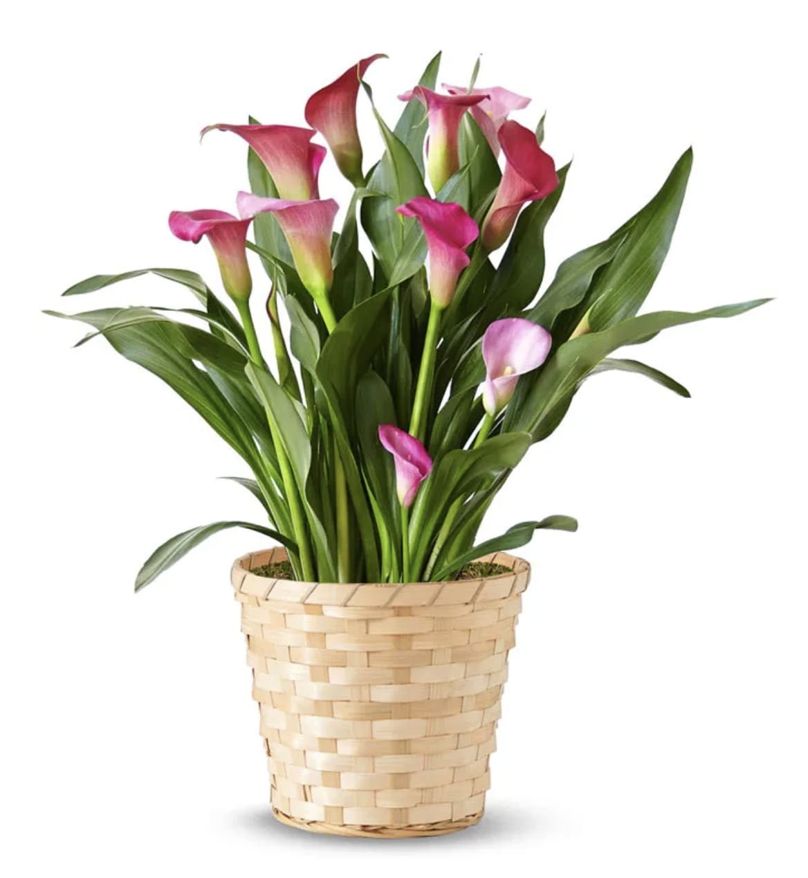 A Calla Lily Plant - A Calla Lily plant, with its eye-catching trumpet-shaped blooms, adds a touch of passion and charm, making it a great gift for any occasion or just because. Details  Care Tips: Put your plant in a spot with bright, indirect light. Rotate it weekly for even growth and water thoroughly when the soil feels dry—usually about once a week—to keep it consistently moist. In November, cut back on watering as the plant starts its dormant period.  We may occasionally need to substitute for color or flower variety. 