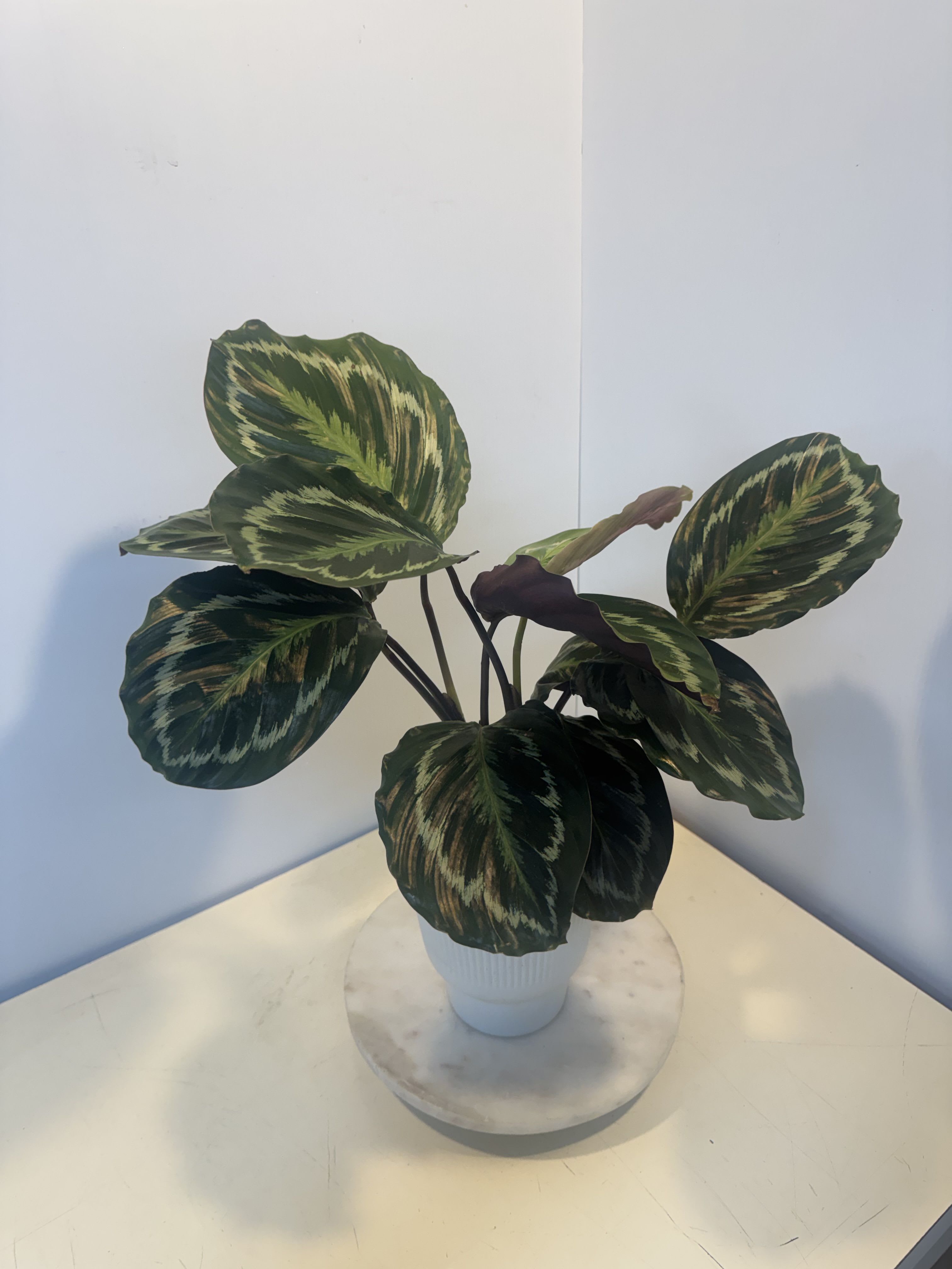 Potted plant with large variegated dark green leaves in a white pot