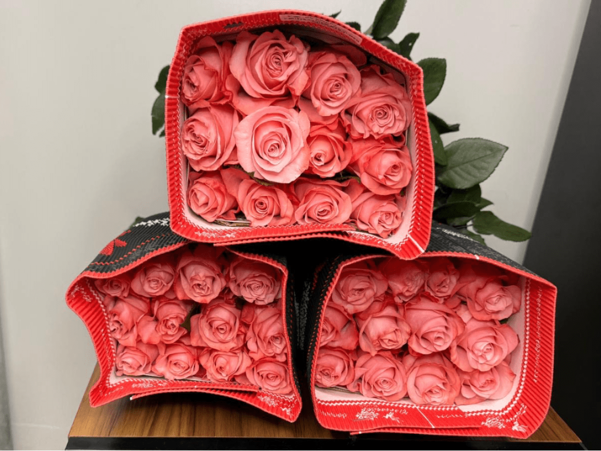 Three boxes filled with pink roses and red trim
