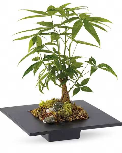 Potted money tree in a shallow black planter with moss and stones