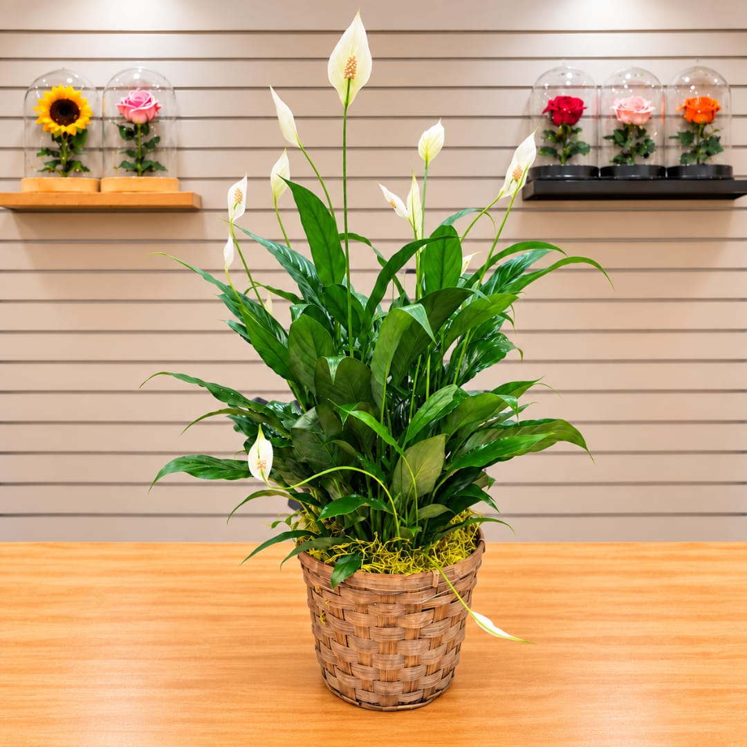 White peace lilies in a woven basket planter on a table