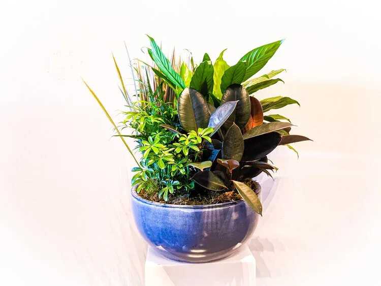 Mixed potted plants in a blue ceramic bowl