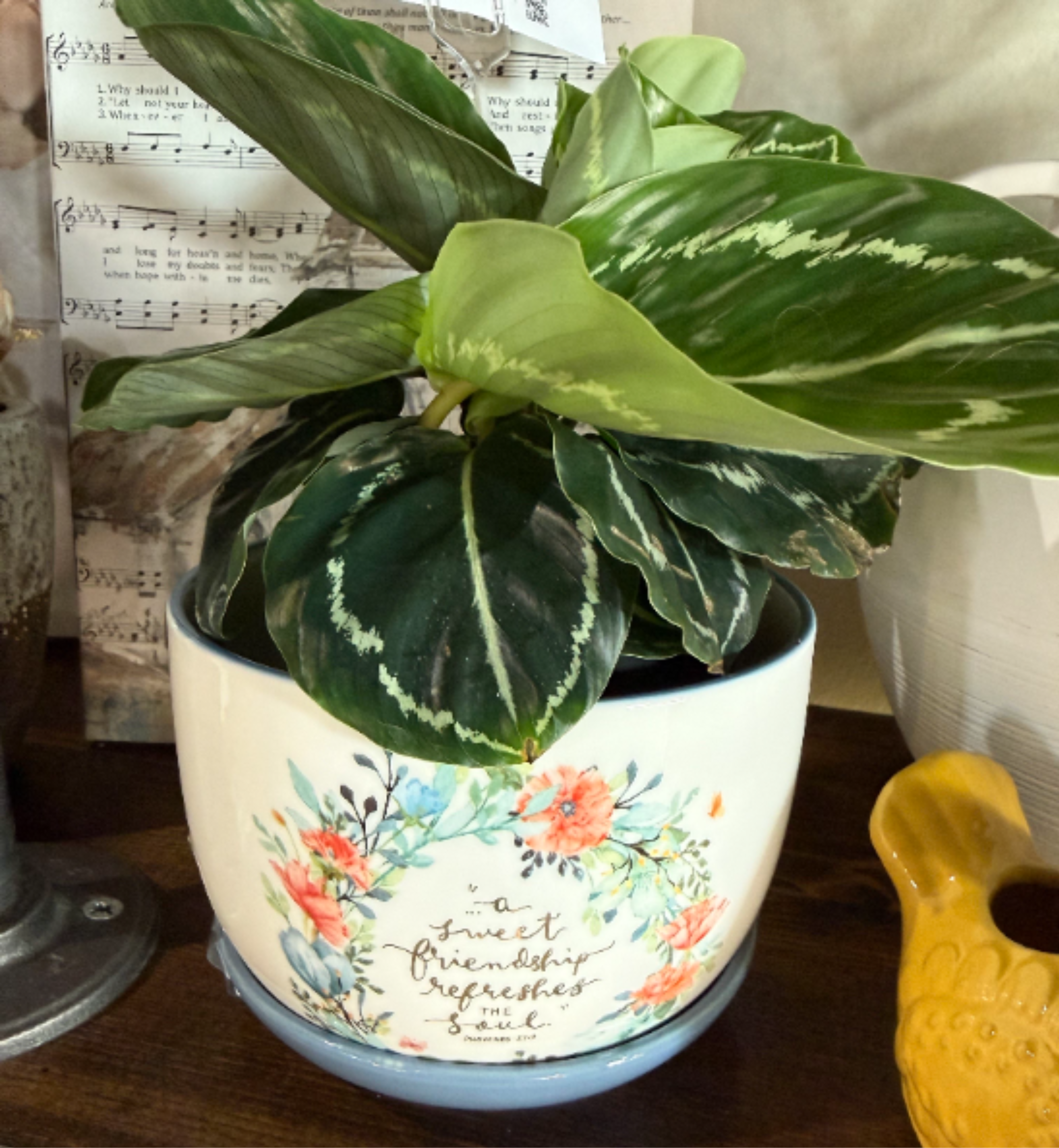 A Sweet Friendship - A pretty plant (type may vary) in a precious planter ......A Sweet Friendship Refreshes the Soul