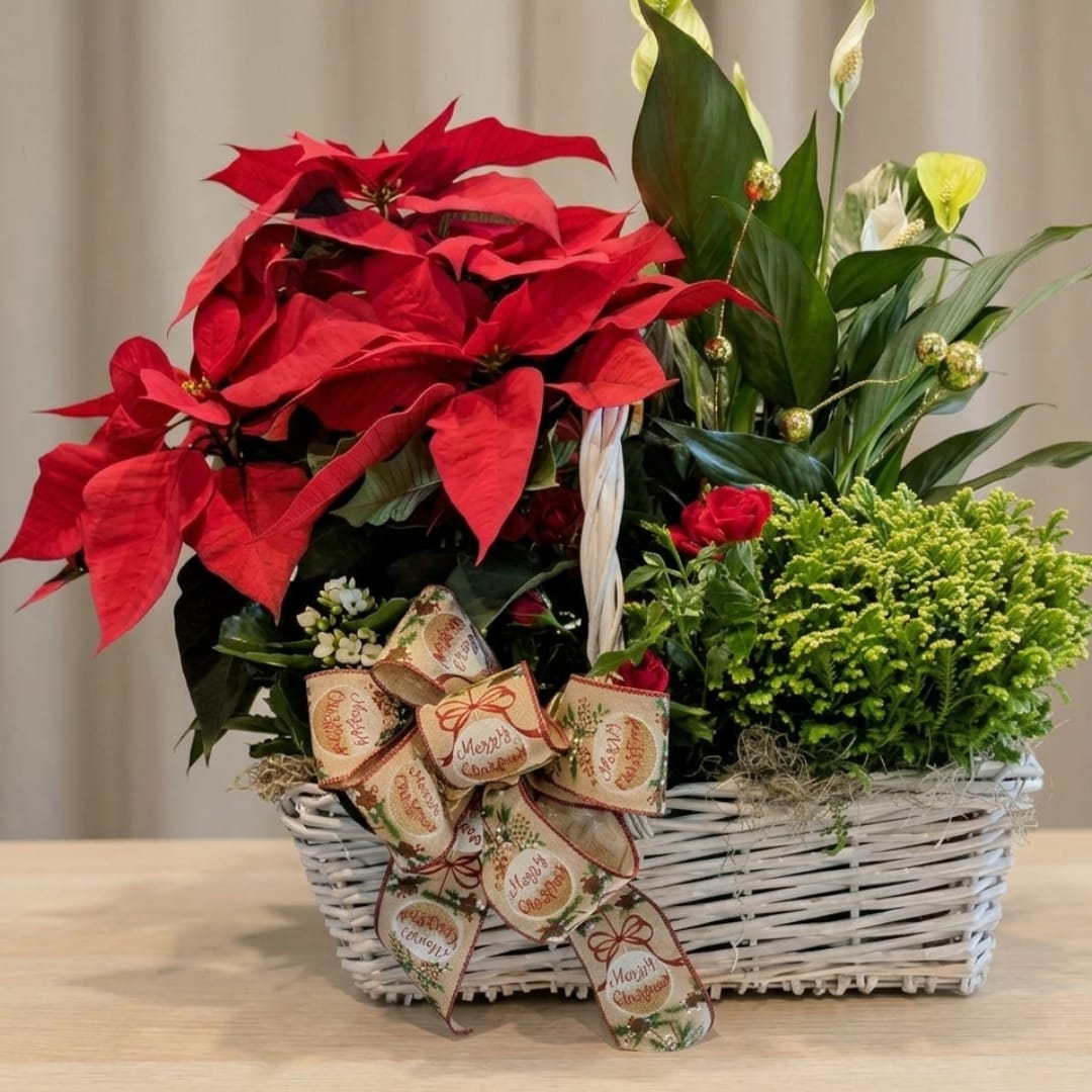 Christmas Poinsettia Blooming Basket - A lush holiday centerpiece that reads like classic Christmas cheer: the flower arrangement for a seasonal gift, the Christmas poinsettia blooming basket is perfect for holiday hosting or sending warm wishes. The person you're thinking of will feel the room brighten when they see vivid red poinsettias paired with evergreen tones-a familiar, joyful statement for Christmas or as a festive winter gift in McDonald, PA.  Built in a white wicker basket and finished with an oversized decorative ribbon printed with holiday greetings, this arrangement balances a mass of vivid red poinsettias on one side with tall green foliage and pale white blooms on the other. A cluster of kalanchoes add texture and depth, while the mixed color palette of red, green, and white keeps the look traditional and seasonally appropriate. The wicker basket and ribbon give it an easy-to-display presence for a table, mantle, or entryway.  This is the kind of Christmas gift basket that makes someone feel genuinely celebrated-ideal for neighbors, hosts, coworkers, or family members who love classic holiday decor. No special care beyond regular watering to keep the soil lightly moist will help the poinsettias stay vibrant through the season; order now for seasonal delivery and add a personal note to make the sentiment unmistakable.