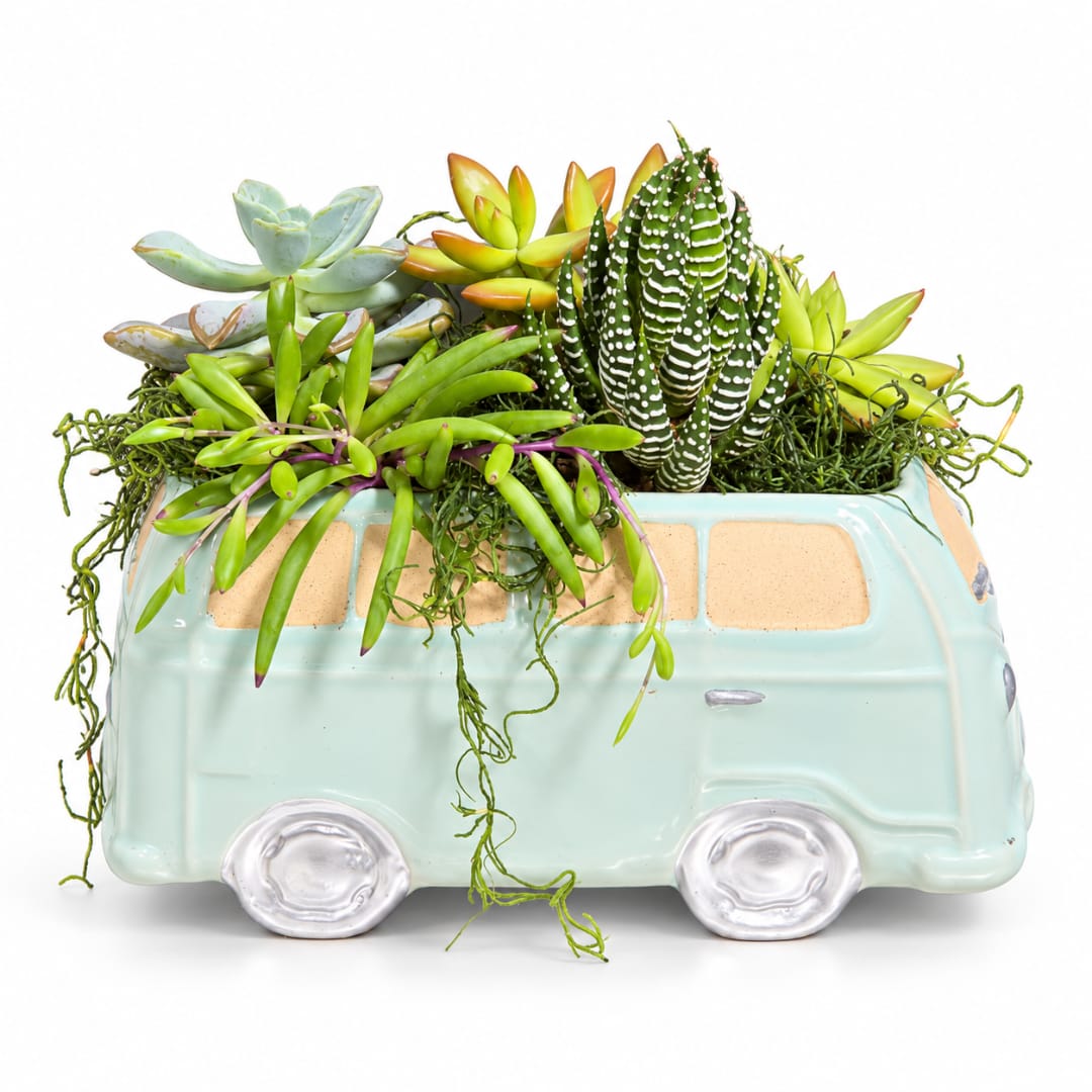 Succulent arrangement in a mint van-shaped planter