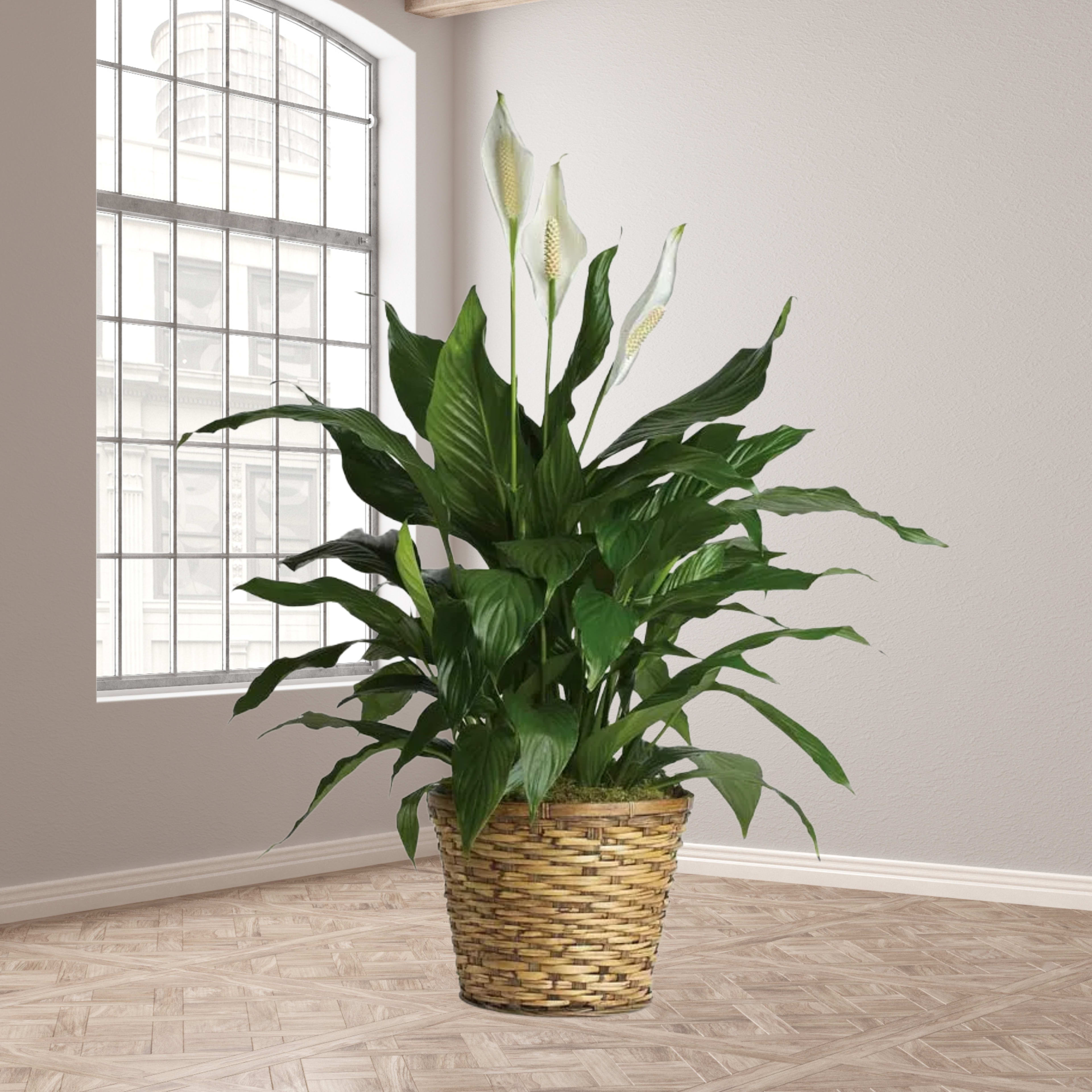 Potted peace lily plant with white blooms in a woven basket