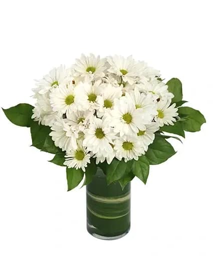 Dazzling Daisy Poms Flower Arrangement - The daisy is the symbol of innocence, joy, and cheer. Filled with daisy poms and fresh greens, this arrangement will brighten anyone’s day. Order Dazzling Daisy Poms today and make someone’s day memorable!  Includes: Cylinder Vase , Salal, White Daisy Poms ( Bundle) .