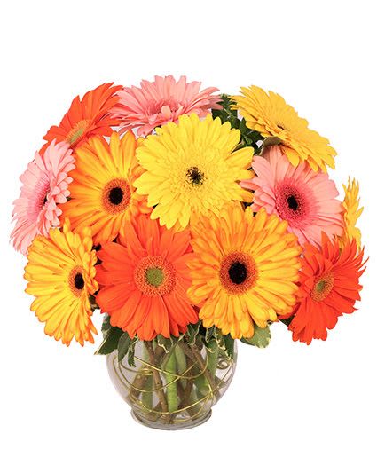Groovy Gerberas Flower Arrangement - Put on your dancing shoes and get ready to dance around this fun floral design! With a mix of orange, yellow, and pink flowers, Groovy Gerberas makes the perfect pick-me-up! This bright and vibrant design is sure to make their day today.  Includes: Clear Ginger Vase, Decorative, Greens: Variegated Pittosporum, Flowers: Pink Gerberas, Yellow Gerberas, Orange Gerberas, Bicolor Yelloworange Gerberas.