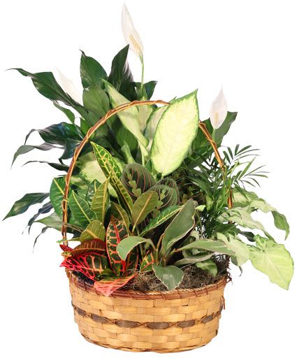 Plentiful Plant Basket Dish Garden - Our Plentiful Plant Basket is filled to the brim with beautiful greenery that will bring a smile to any plant lover’s face! This basket is a beautiful addition to any home or office and is the perfect gift for any occasion. Send this breath of fresh air today!