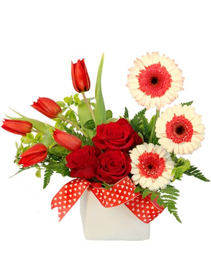 Blushing Admirer Floral Design - Show them you care with our Blushing Admirer arrangement! Red tulips, roses, and bi-color gerbera daisies are all tied up in a cute little bow for an adorable design they're sure to love! Surprise someone you love today with this stunning bouquet.  Includes: Ceramic Cube Vase , Ribbon , Euonymus , Leatherleaf , Red Tulips , Red Roses , Redwhite Bicolor Gerberas .
