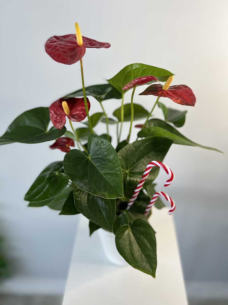 Red anthurium plant with candy cane decorations in a white pot