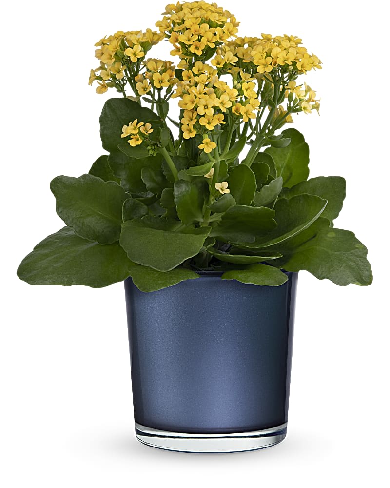 Yellow flowering plant in a blue glass pot