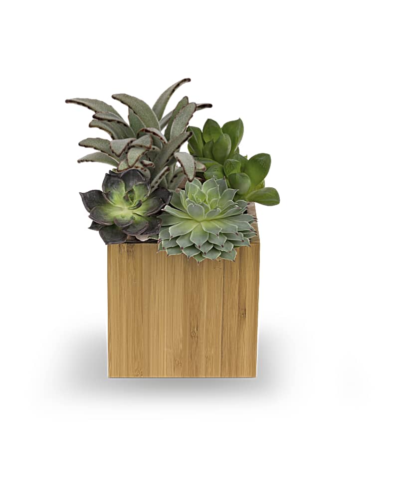 Succulent arrangement in a wooden cube planter
